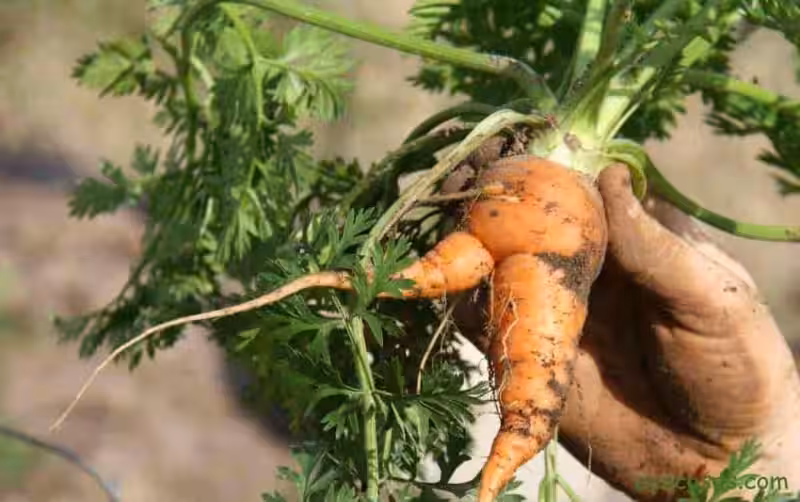 Corchos Naturales: El Tesoro Sostenible del Alcornoque y Su Versatilidad