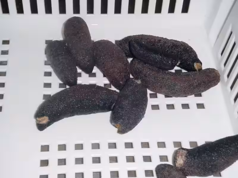 Los Maléolos: Pilares Secretos de Tu Tobillo