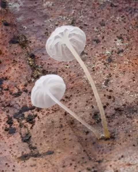 Los Maléolos: Pilares Óseos de Nuestro Tobillo