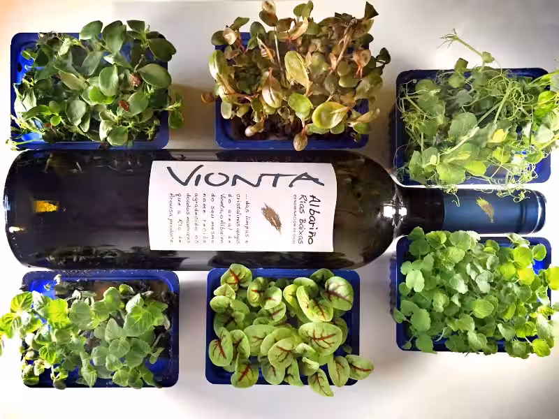 El Mejor Albariño: Un Viaje por la Joya Blanca de Galicia