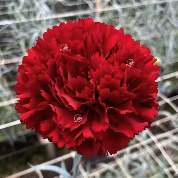 Sassicaia: El Legado de un Vino que Redefinió la Toscana