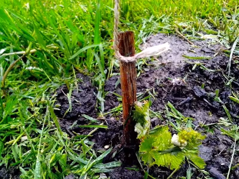 La Vid: Un Viaje Milenario de la Naturaleza a tu Copa