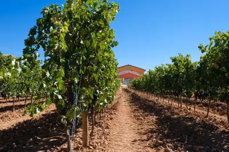 Descubriendo la Magia de los Viñedos en España: Un Viaje Inolvidable para Amantes del Vino